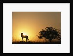 Silhouette of Cheetah and Tree by Anonymous