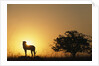Silhouette of Cheetah and Tree by Anonymous