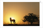 Silhouette of Cheetah and Tree by Anonymous