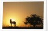 Silhouette of Cheetah and Tree by Anonymous