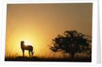 Silhouette of Cheetah and Tree by Anonymous