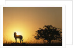 Silhouette of Cheetah and Tree by Anonymous