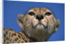 Close-up of Cheetah by Anonymous