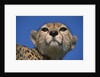 Close-up of Cheetah by Anonymous
