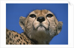 Close-up of Cheetah by Anonymous