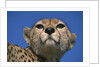Close-up of Cheetah by Anonymous