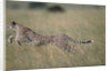 Leaping Cheetah in Grass by Anonymous
