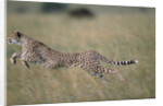 Leaping Cheetah in Grass by Anonymous