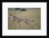 Leaping Cheetah in Grass by Anonymous