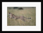 Leaping Cheetah in Grass by Anonymous