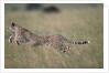 Leaping Cheetah in Grass by Anonymous