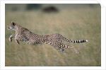 Leaping Cheetah in Grass by Anonymous