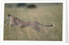 Leaping Cheetah in Grass by Anonymous