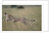Leaping Cheetah in Grass by Anonymous