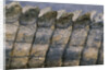 Close-up of Nile Crocodile Scales by Anonymous