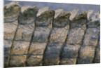 Close-up of Nile Crocodile Scales by Anonymous