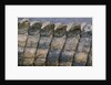 Close-up of Nile Crocodile Scales by Anonymous