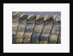 Close-up of Nile Crocodile Scales by Anonymous