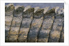 Close-up of Nile Crocodile Scales by Anonymous