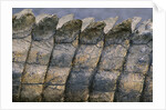 Close-up of Nile Crocodile Scales by Anonymous