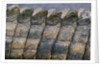 Close-up of Nile Crocodile Scales by Anonymous
