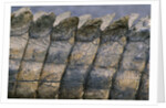 Close-up of Nile Crocodile Scales by Anonymous