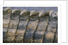 Close-up of Nile Crocodile Scales by Anonymous