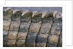 Close-up of Nile Crocodile Scales by Anonymous