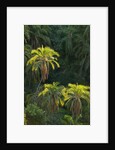 Palm Trees Along Zambezi River by Anonymous