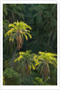 Palm Trees Along Zambezi River by Anonymous