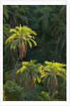 Palm Trees Along Zambezi River by Anonymous