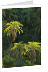 Palm Trees Along Zambezi River by Anonymous