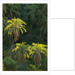 Palm Trees Along Zambezi River by Anonymous