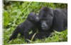Baby Gorilla Kisses Silverback Male by Anonymous