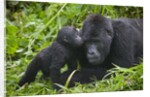 Baby Gorilla Kisses Silverback Male by Anonymous
