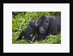 Baby Gorilla Kisses Silverback Male by Anonymous