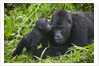 Baby Gorilla Kisses Silverback Male by Anonymous
