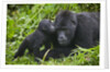 Baby Gorilla Kisses Silverback Male by Anonymous