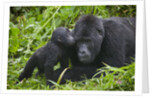 Baby Gorilla Kisses Silverback Male by Anonymous