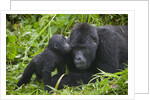 Baby Gorilla Kisses Silverback Male by Anonymous