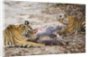Two Bengal Tigers Feeding on Fresh Sambar Deer Kill by Anonymous