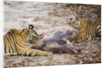 Two Bengal Tigers Feeding on Fresh Sambar Deer Kill by Anonymous