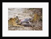 Two Bengal Tigers Feeding on Fresh Sambar Deer Kill by Anonymous