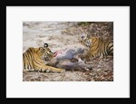 Two Bengal Tigers Feeding on Fresh Sambar Deer Kill by Anonymous