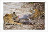 Two Bengal Tigers Feeding on Fresh Sambar Deer Kill by Anonymous