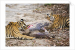 Two Bengal Tigers Feeding on Fresh Sambar Deer Kill by Anonymous