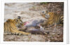 Two Bengal Tigers Feeding on Fresh Sambar Deer Kill by Anonymous