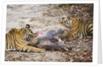 Two Bengal Tigers Feeding on Fresh Sambar Deer Kill by Anonymous