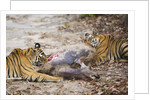 Two Bengal Tigers Feeding on Fresh Sambar Deer Kill by Anonymous