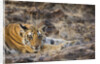 Bengal Tiger Cub Lying on Rocky Ground by Anonymous